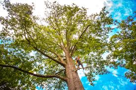 Best Palm Tree Trimming  in Raymond, WI