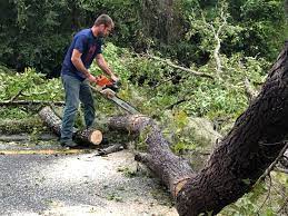 Best Tree Maintenance Programs  in Raymond, WI