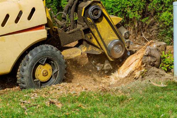 Best Artificial Turf Installation  in Raymond, WI