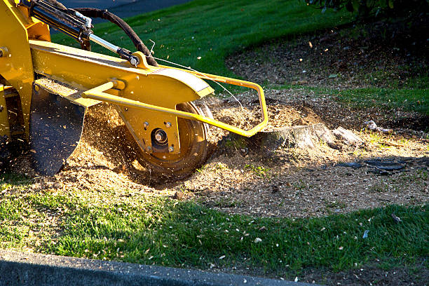 Best Lawn Pest Prevention  in Raymond, WI