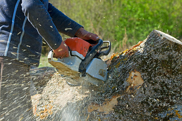 Best Utility Line Clearance  in Raymond, WI