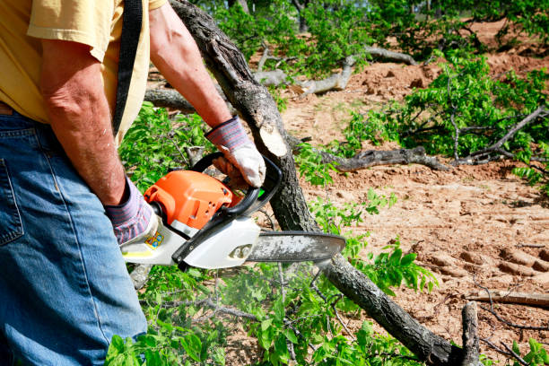 Best Lot and Land Clearing  in Raymond, WI